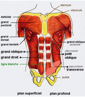 Les muscles abdominaux